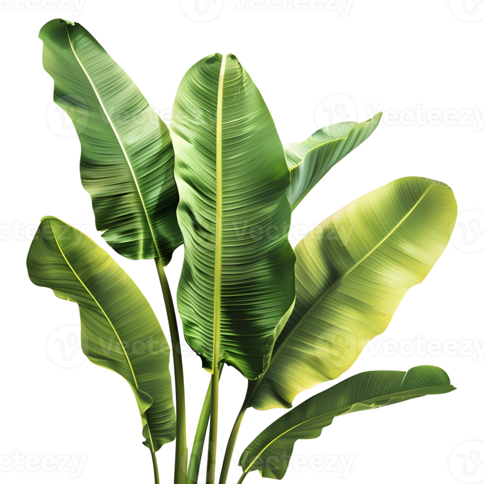AI generated 3D Rendering of a Banana Tree Leaves on Transparent Background - Ai Generated png