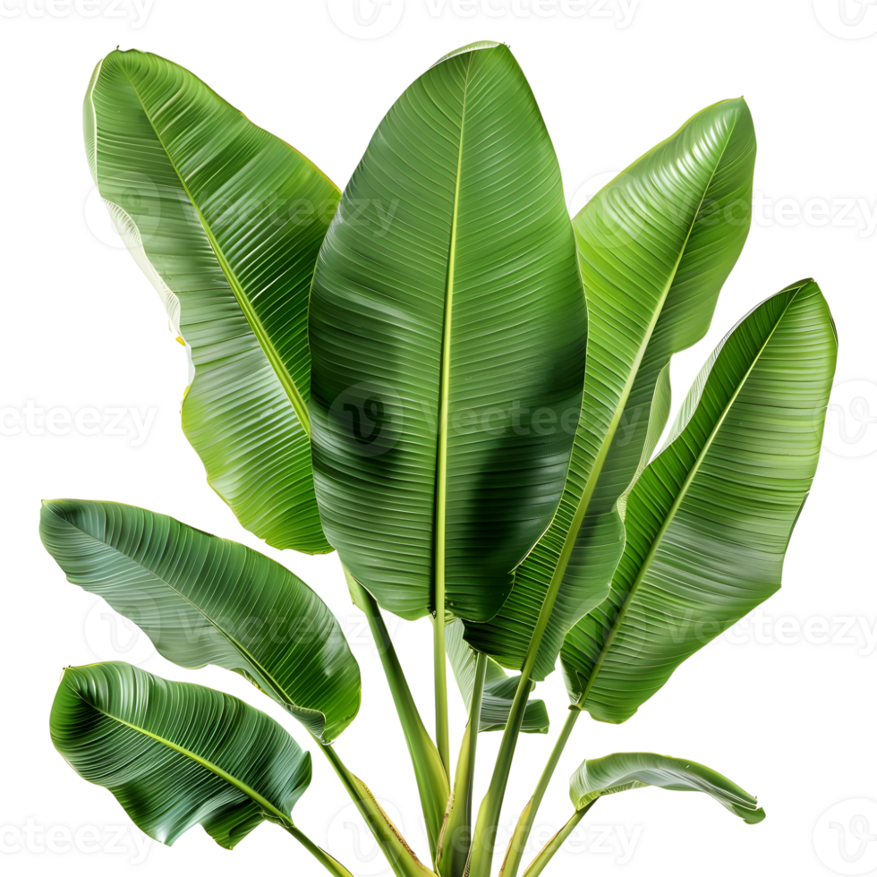 AI generated 3D Rendering of a Banana Tree Leaves on Transparent Background - Ai Generated png