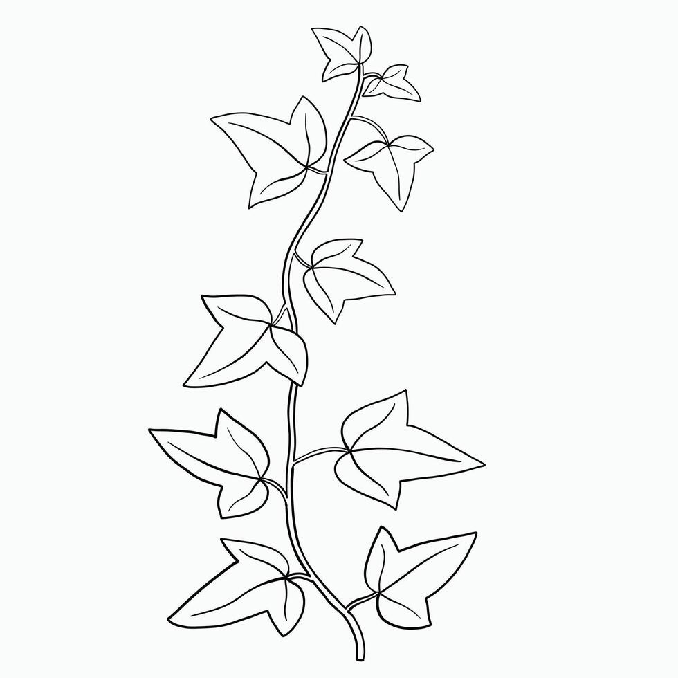 Floral ivy drawing decorative ornament flat design. vector