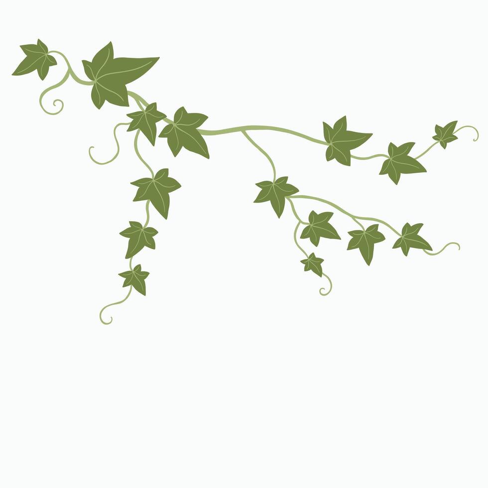 Floral ivy drawing decorative ornament flat design. vector