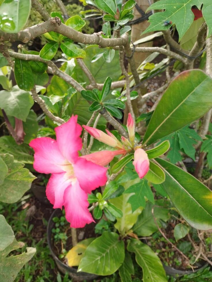 Creative layout Made of green leaves and pink flower.flat lay.nature consept photo