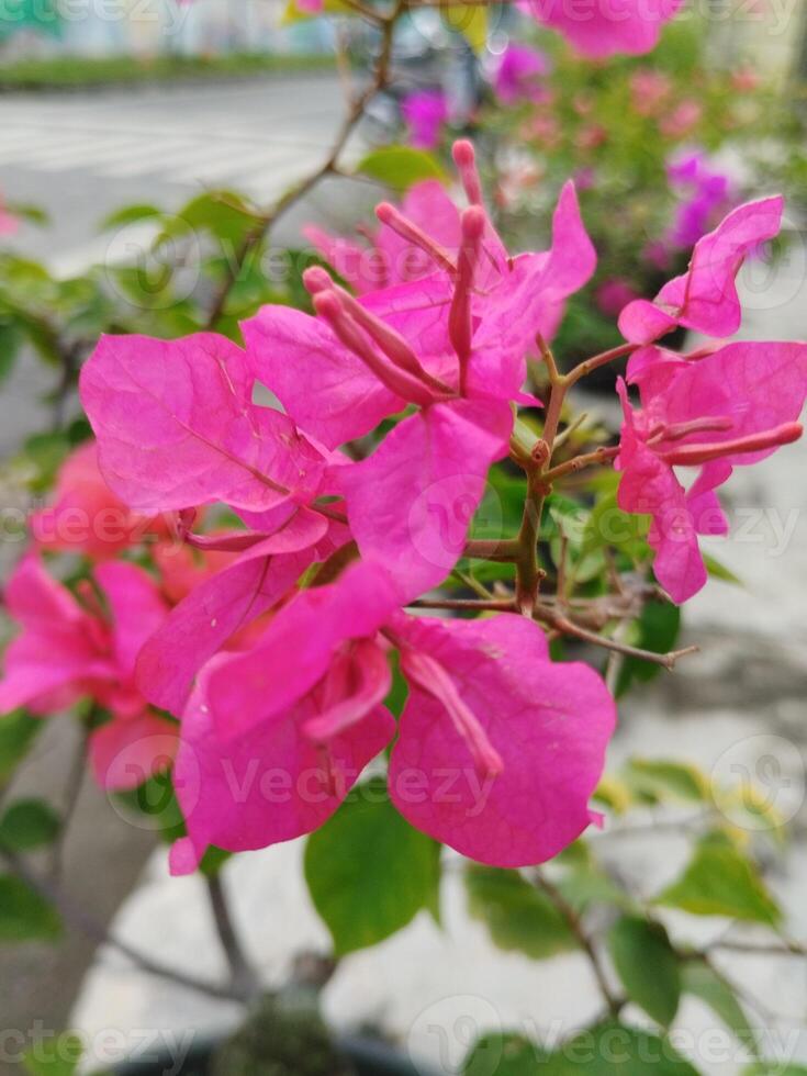 Creative layout Made of green leaves and pink flower.flat lay.nature consept photo