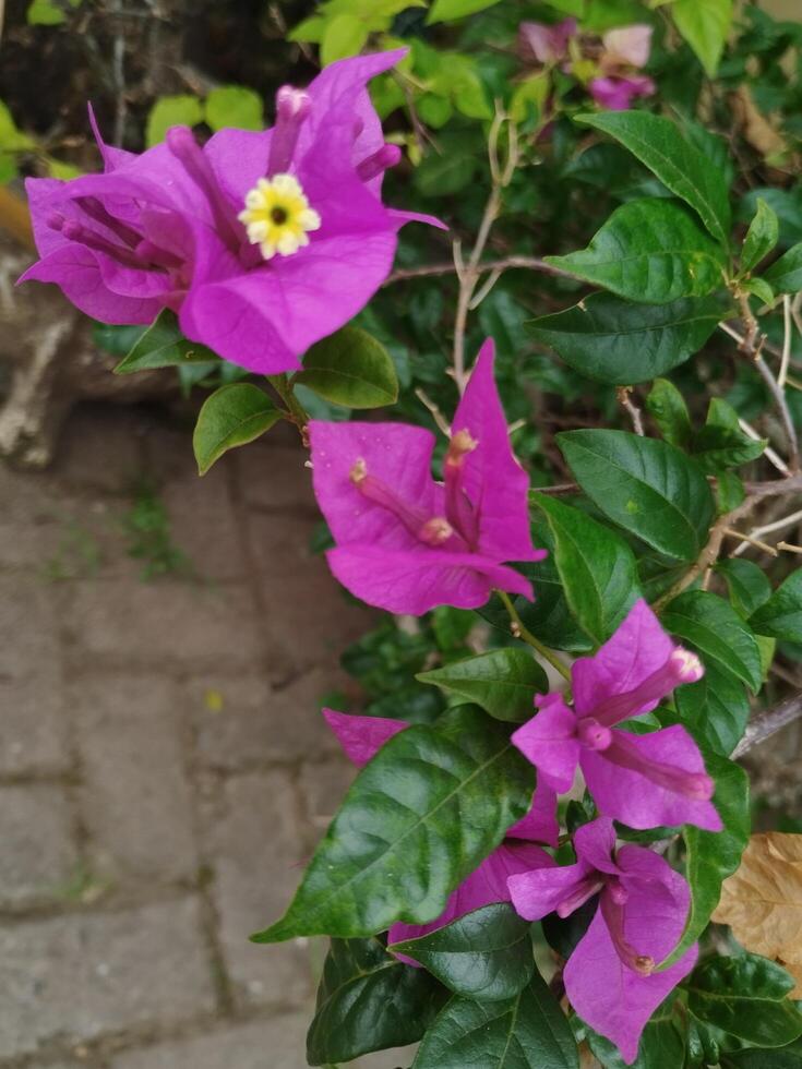 Creative layout Made of green leaves and purple flower.flat lay.nature consept photo