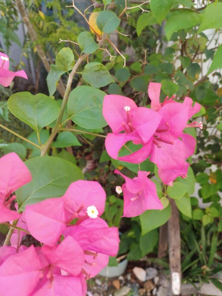 Creative layout Made of green leaves and pink flower.flat lay.nature consept photo