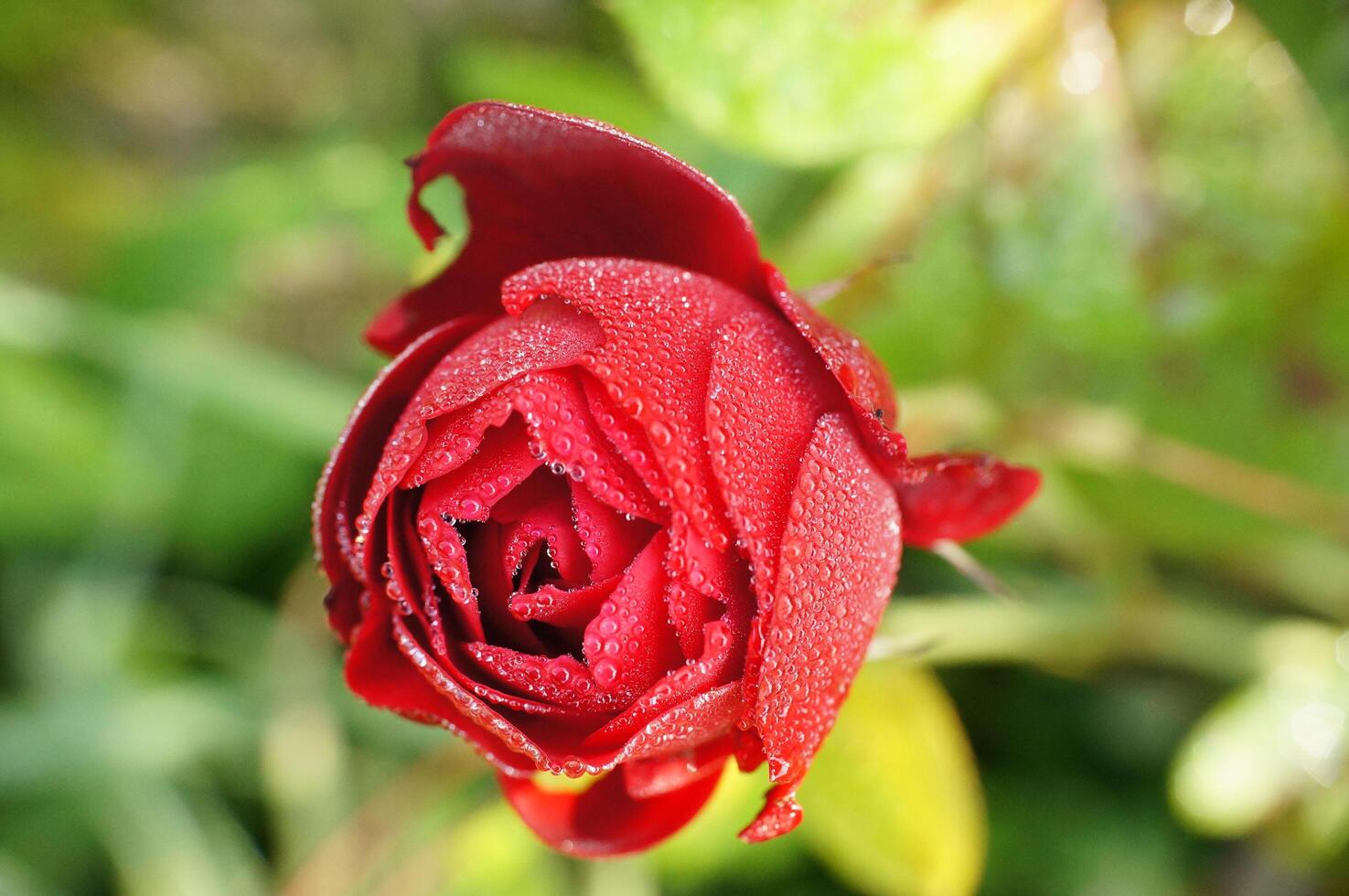 a red rose with dew on it in the morning photo