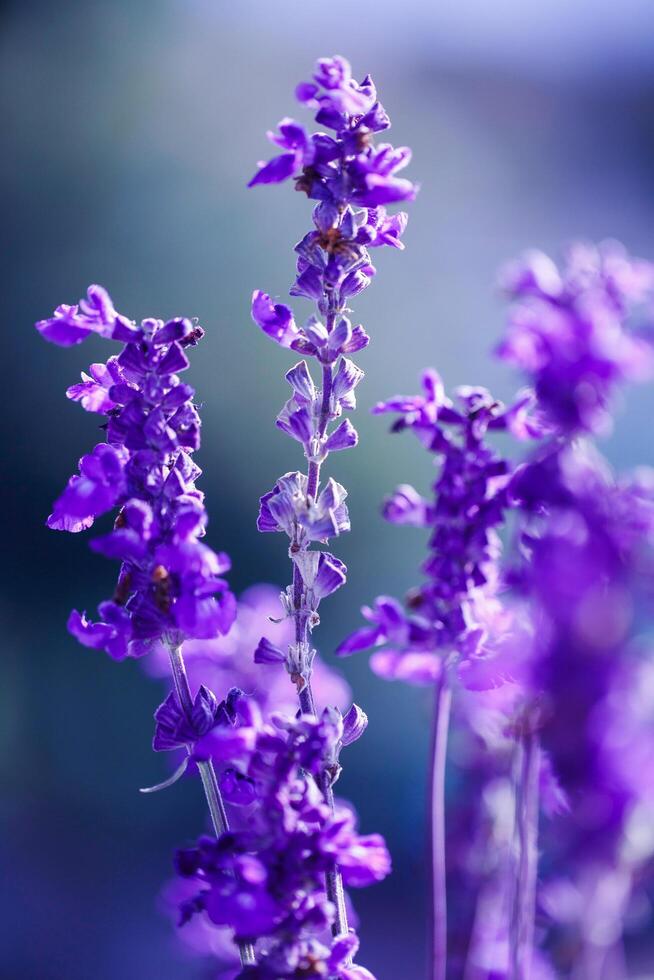 purple flowers are shown in a photo