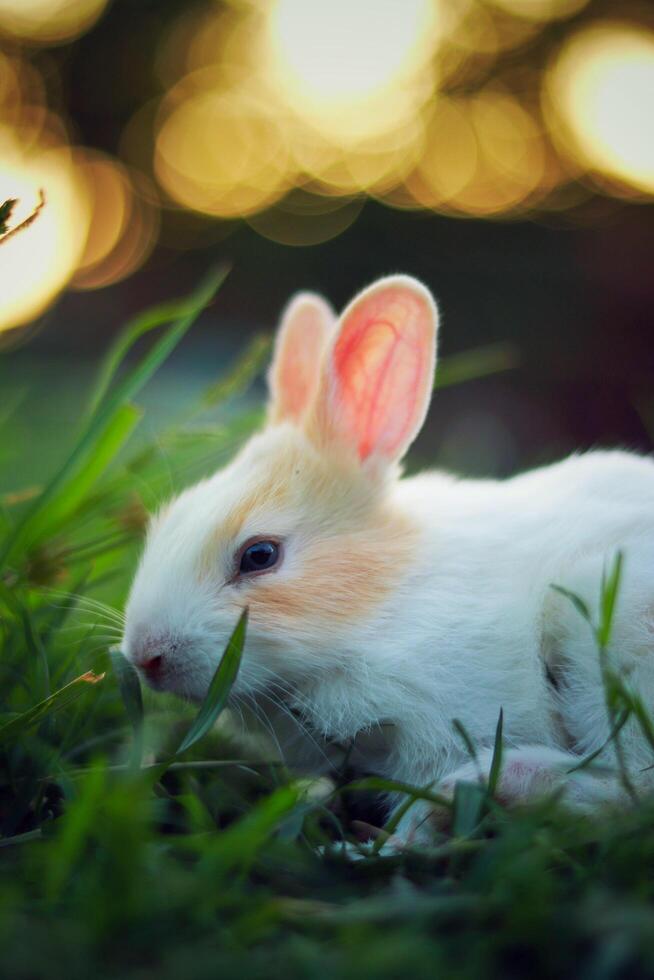 a white rabbit laying in the grass photo