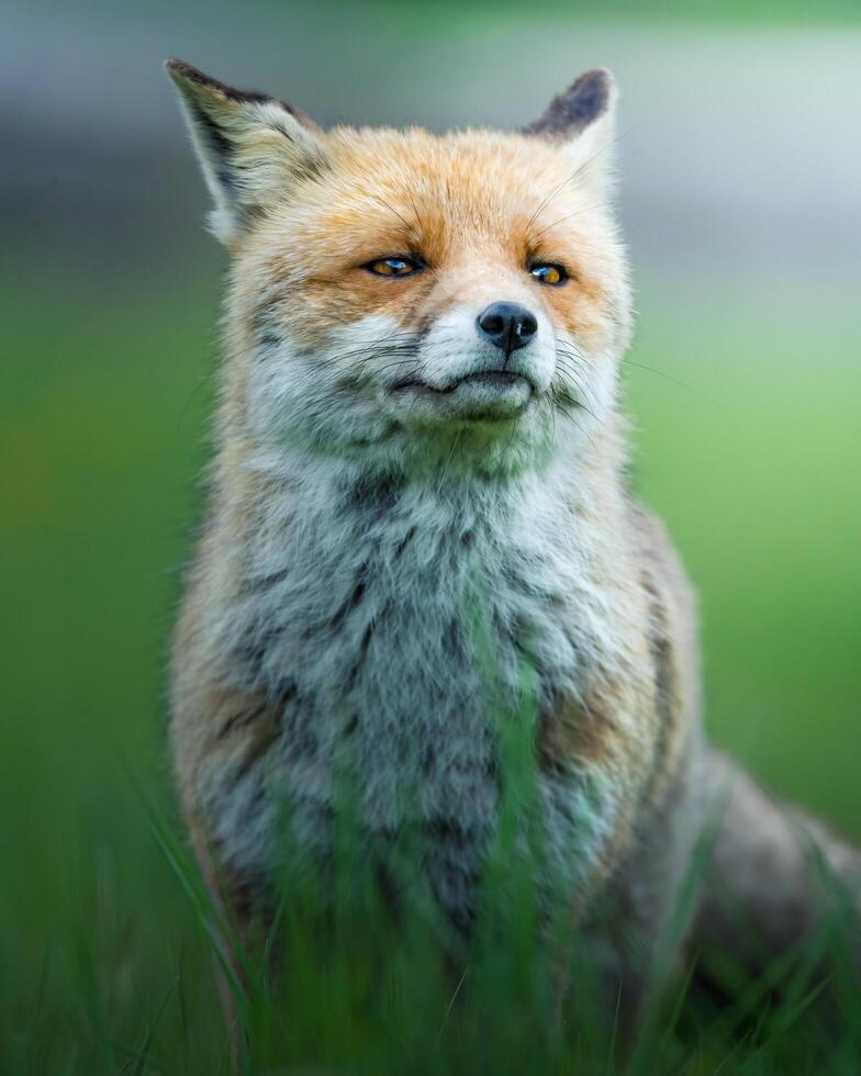 a red fox is sitting in the grass photo