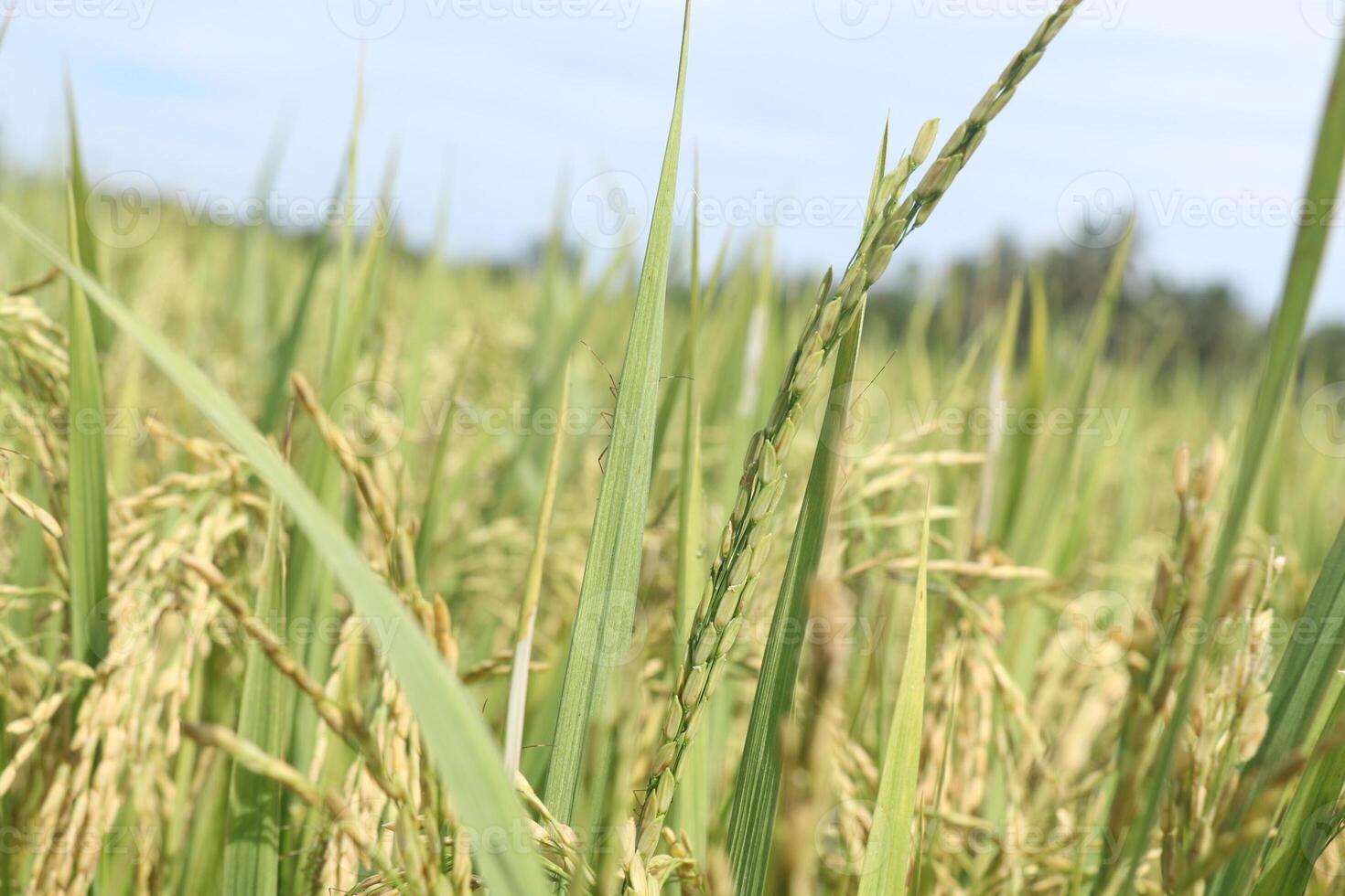 Yellow rice Plants, ready for harvest photo