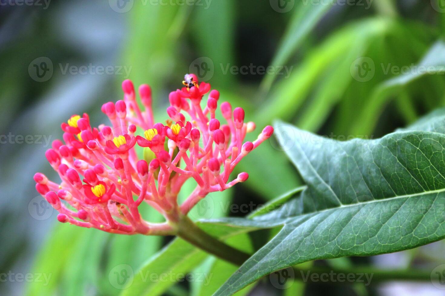 Jatropha podagrica or what is often referred to as the Bali Distance flower photo