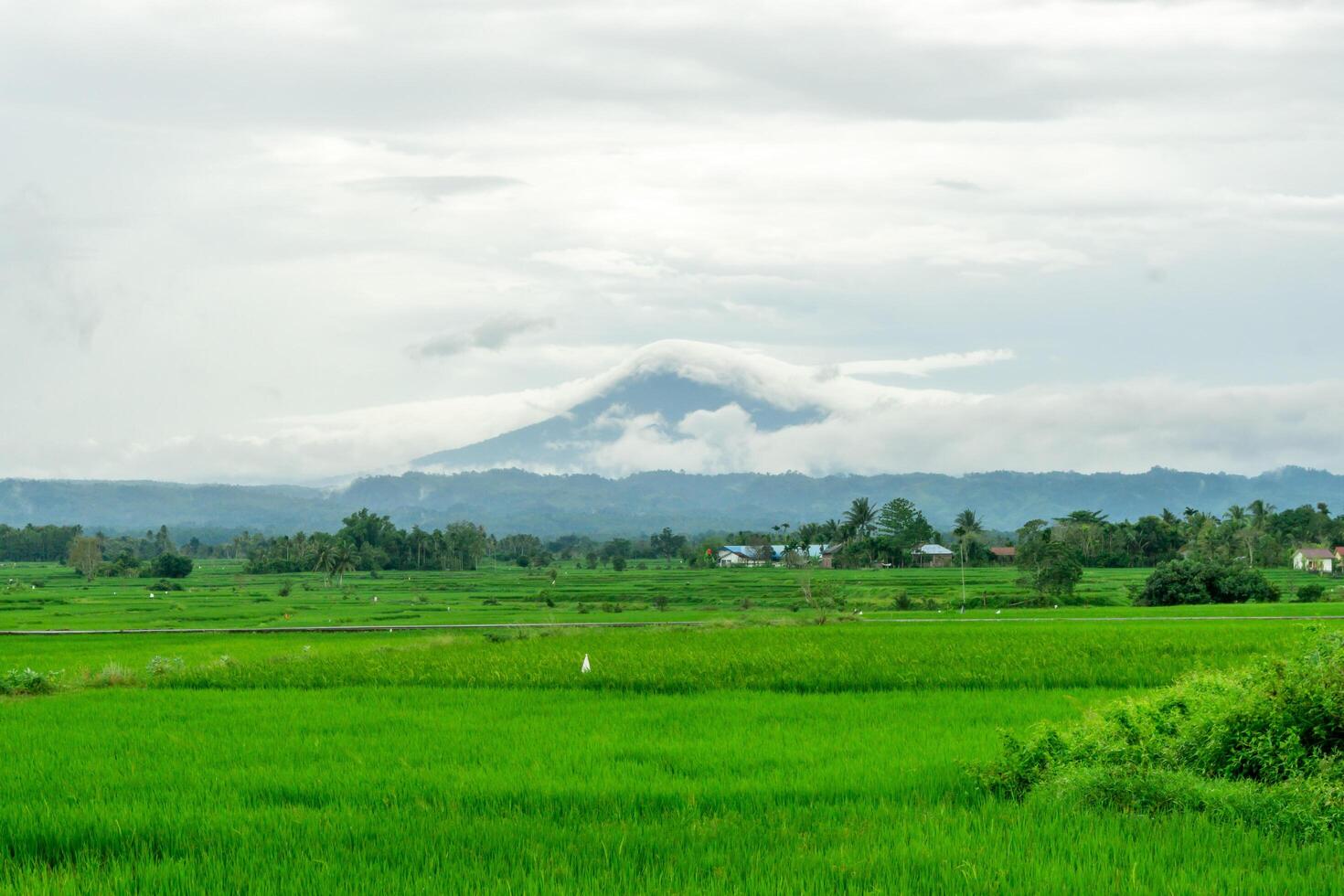 hermosa paisaje ver de verde arrozal arroz campo con un montaña en el antecedentes. seulawah montaña ver en aceh besar, Indonesia. foto