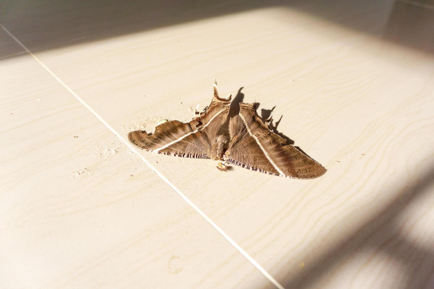 muerto marrón mariposa en el piso. ambiental problemas concepto, el muriendo de naturaleza. foto