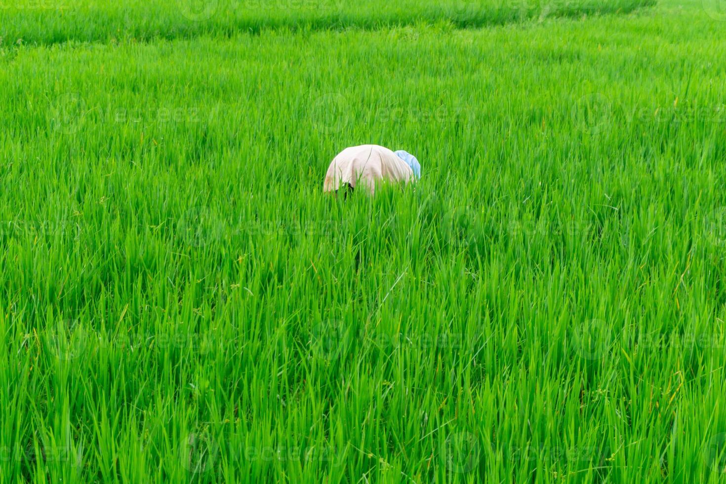 agricultura trabajador trabajo en arroz campo. un musulmán mujer plantando arroz en el granja. lozano verde arroz arrozal campo en rural Indonesia foto