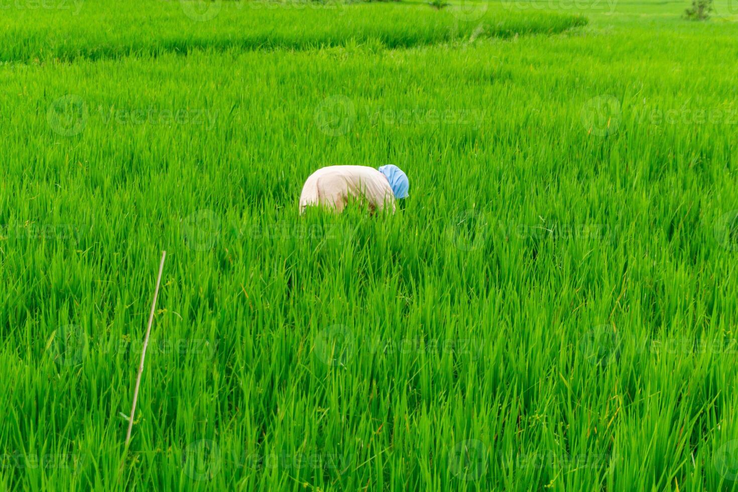 agricultura trabajador trabajo en arroz campo. un musulmán mujer plantando arroz en el granja. lozano verde arroz arrozal campo en rural Indonesia foto