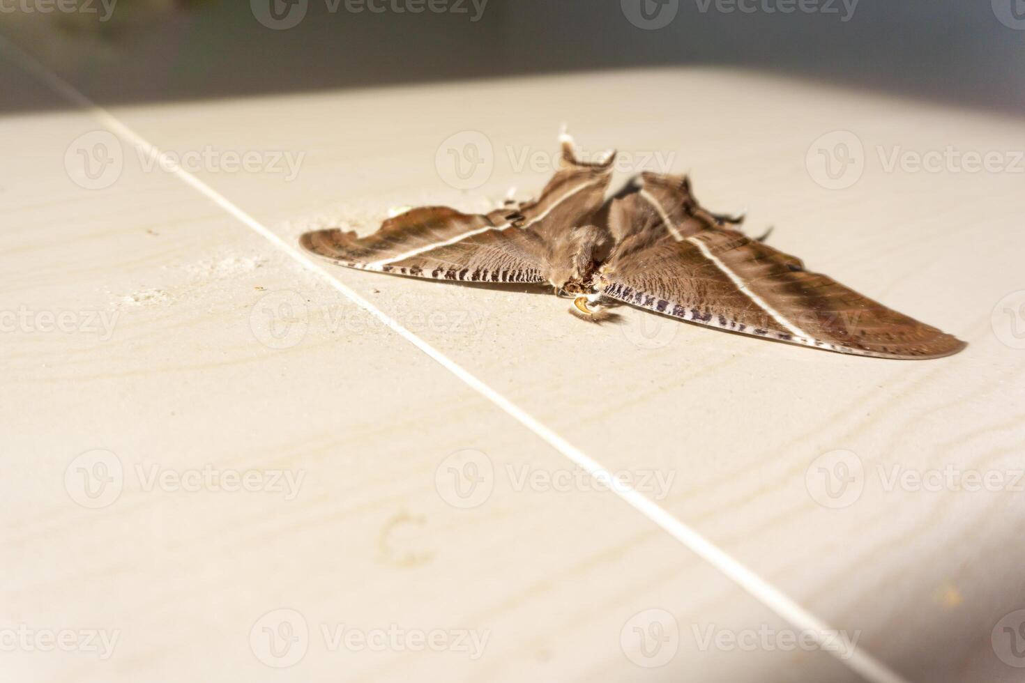 muerto marrón mariposa en el piso. ambiental problemas concepto, el muriendo de naturaleza. foto