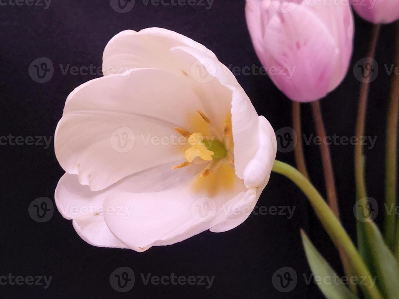 Pink tulips. Pink tulip flower on black background photo