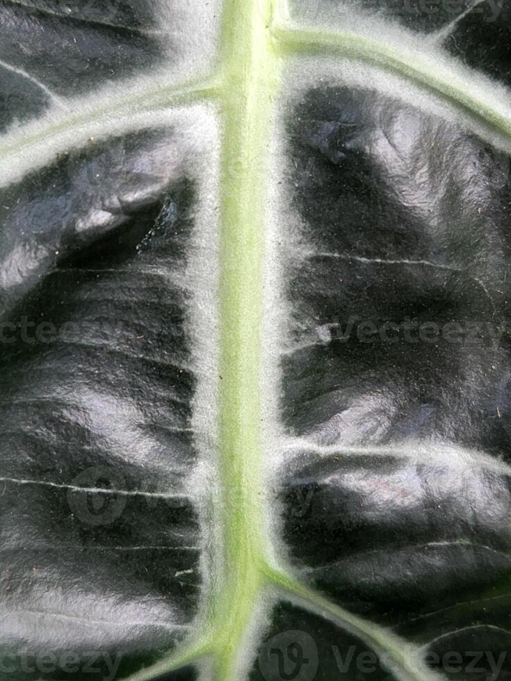 Alocasia Polly. Alocasia leaves. Floral background with green leaves photo