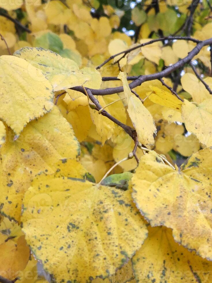 Autumn yellowed foliage. Background of yellow leaves. Yellow leaves on a tree branch photo