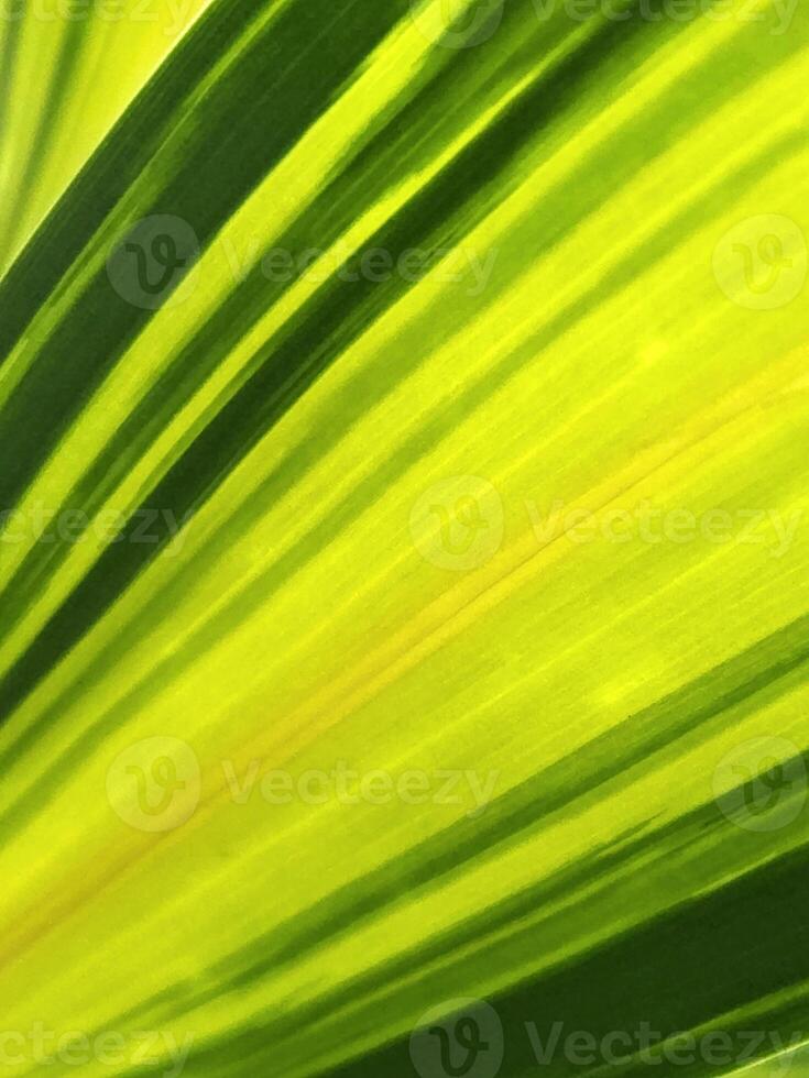 Dracaena Kopst. Leaves of a houseplant. Background of Dracaena leaves photo