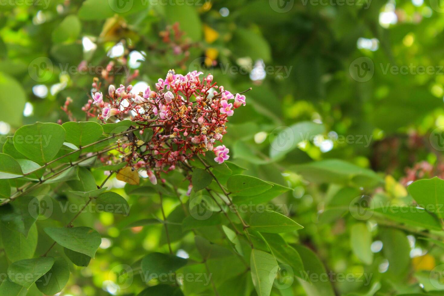 Blooming flowers and star fruit leaves photo