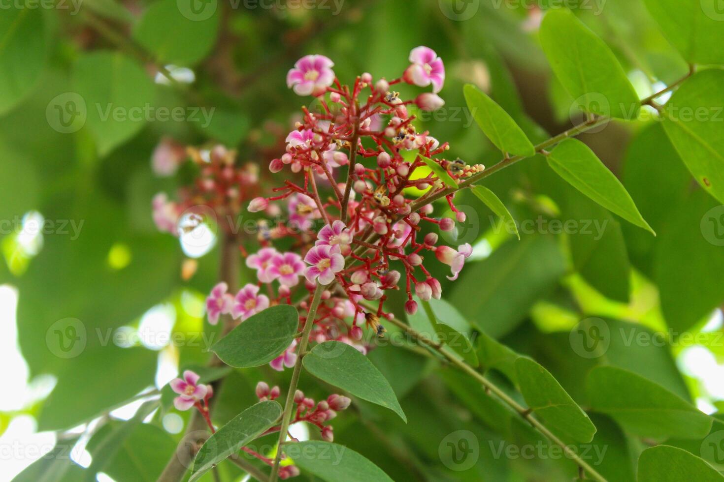 Blooming flowers and star fruit leaves photo