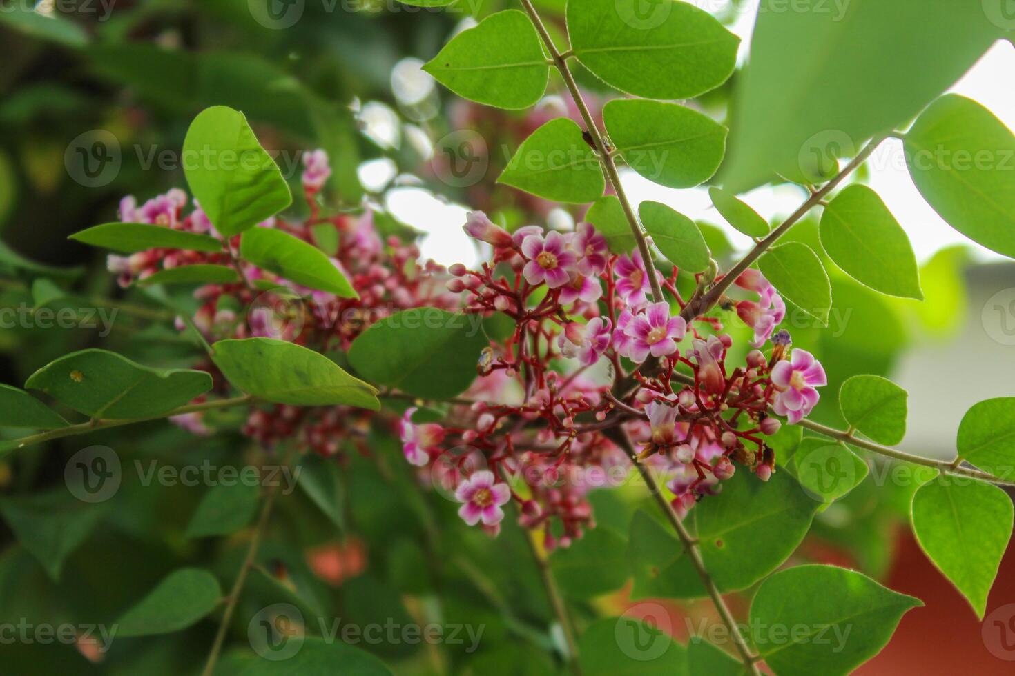 Blooming flowers and star fruit leaves photo