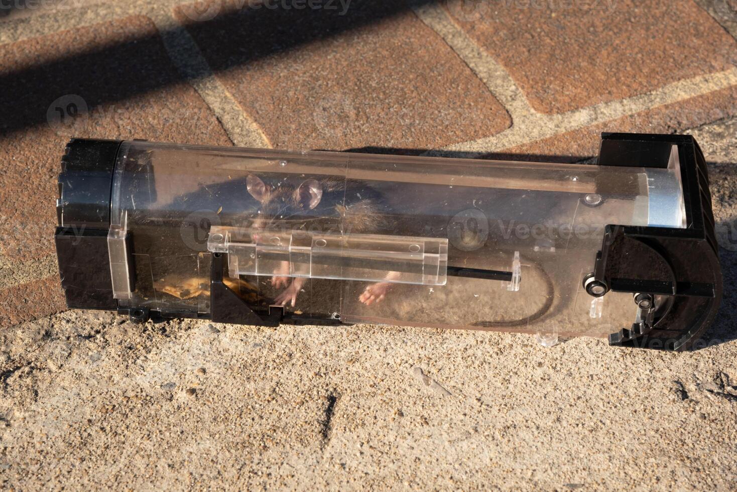 Close-up view of a rat trapped in a transparent rodent catcher. photo