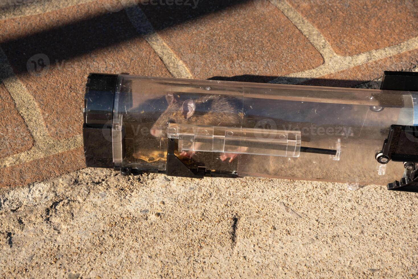 Close-up view of a rat trapped in a transparent rodent catcher. photo