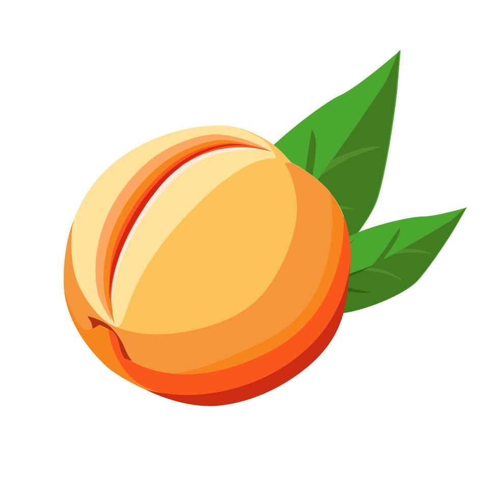 Juicy and healthy orange peach with green leaf isolated on white background. Vector fruit illustration in flat style. Summer clipart for design of card, banner, flyer, sale, poster, icons