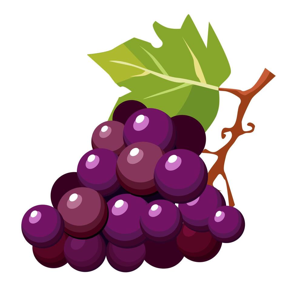 Juicy and healthy bunch of dark purple grapes with green leaves isolated on white background. Vector berries illustration in flat style. Summer clipart for design of card, banner, flyer, sale, poster