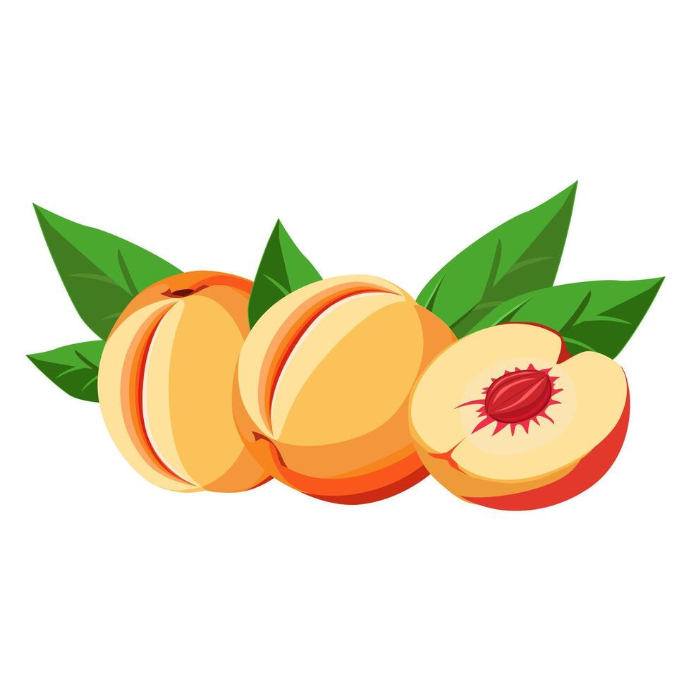 Juicy and healthy orange peaches with green leaf isolated on white background. Vector fruit illustration in flat style. Summer clipart for design of card, banner, flyer, sale, poster, icons