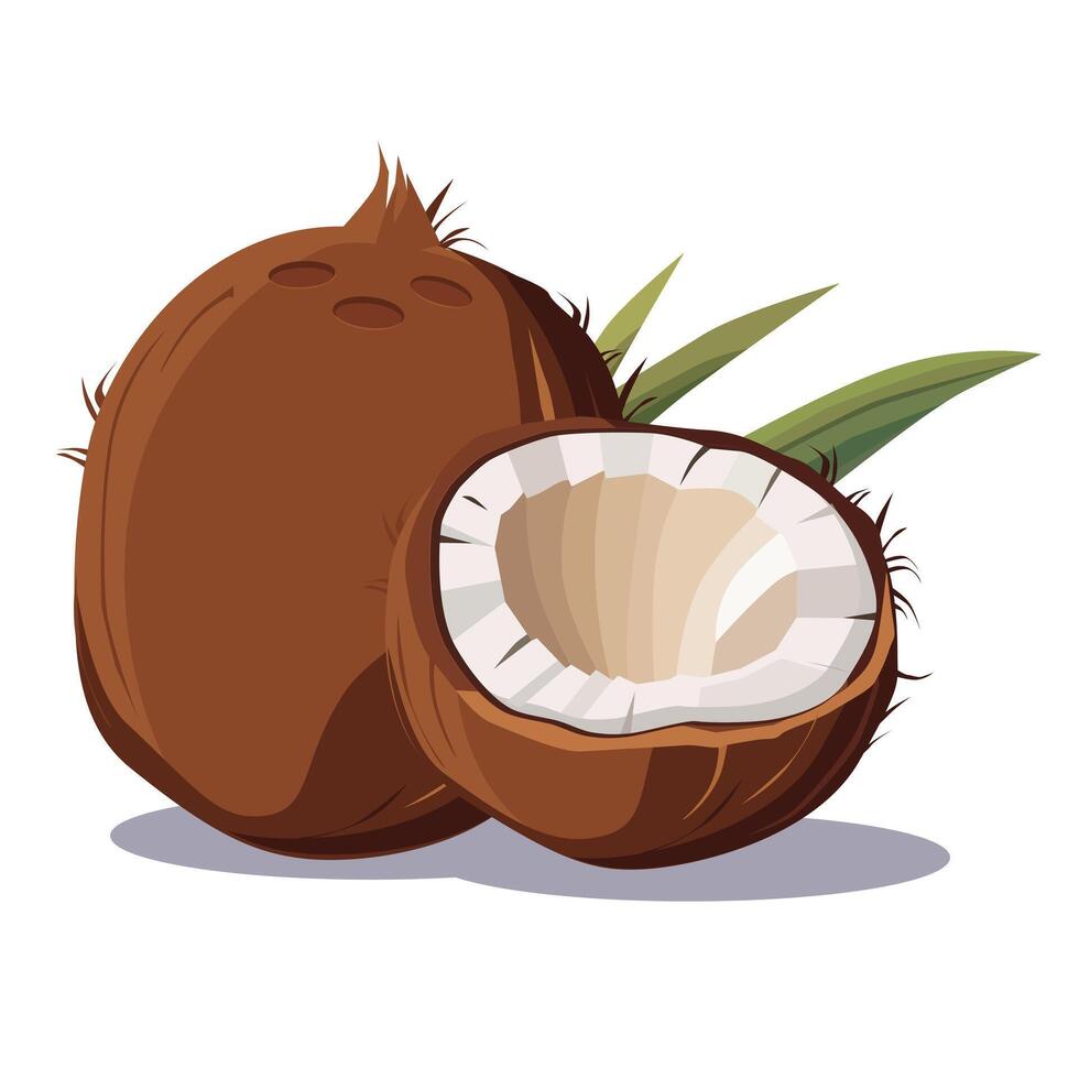 Juicy and healthy brown coconut isolated on white background. Vector fruit illustration in flat style. Summer clipart for design of card, banner, flyer, sale, poster, icons