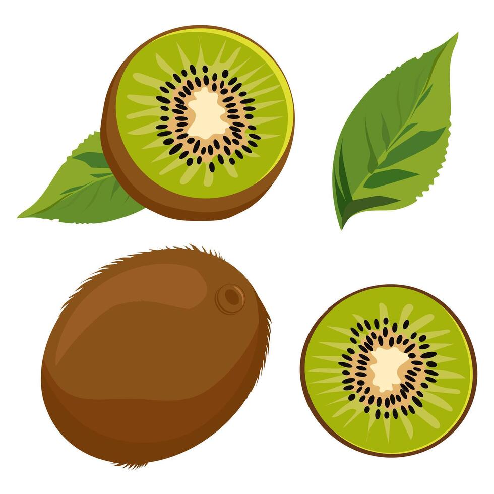 Set of juicy and healthy green kiwi and slices isolated on white background. Vector sliced fruit illustration in flat style. Summer clipart for design of card, banner, flyer, sale, poster, icons
