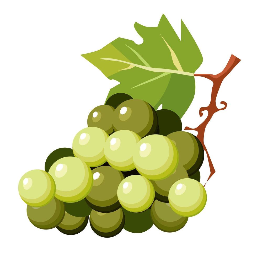 Juicy and healthy bunch of light green grapes with green leaves isolated on white background. Vector berries illustration in flat style. Summer clipart for design of card, banner, flyer, sale, poster