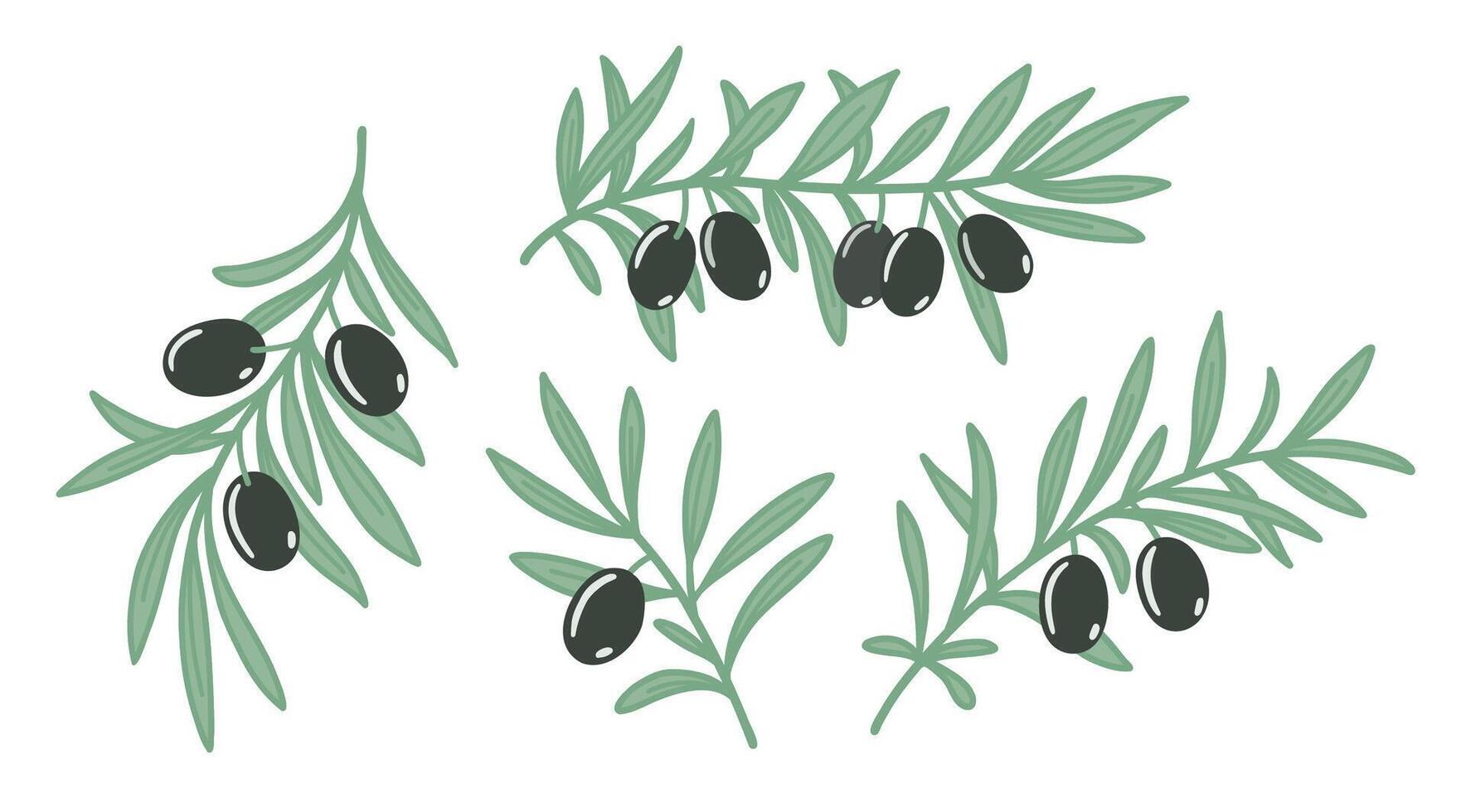 Olive branches with leaves and black olives set. Flat color vector