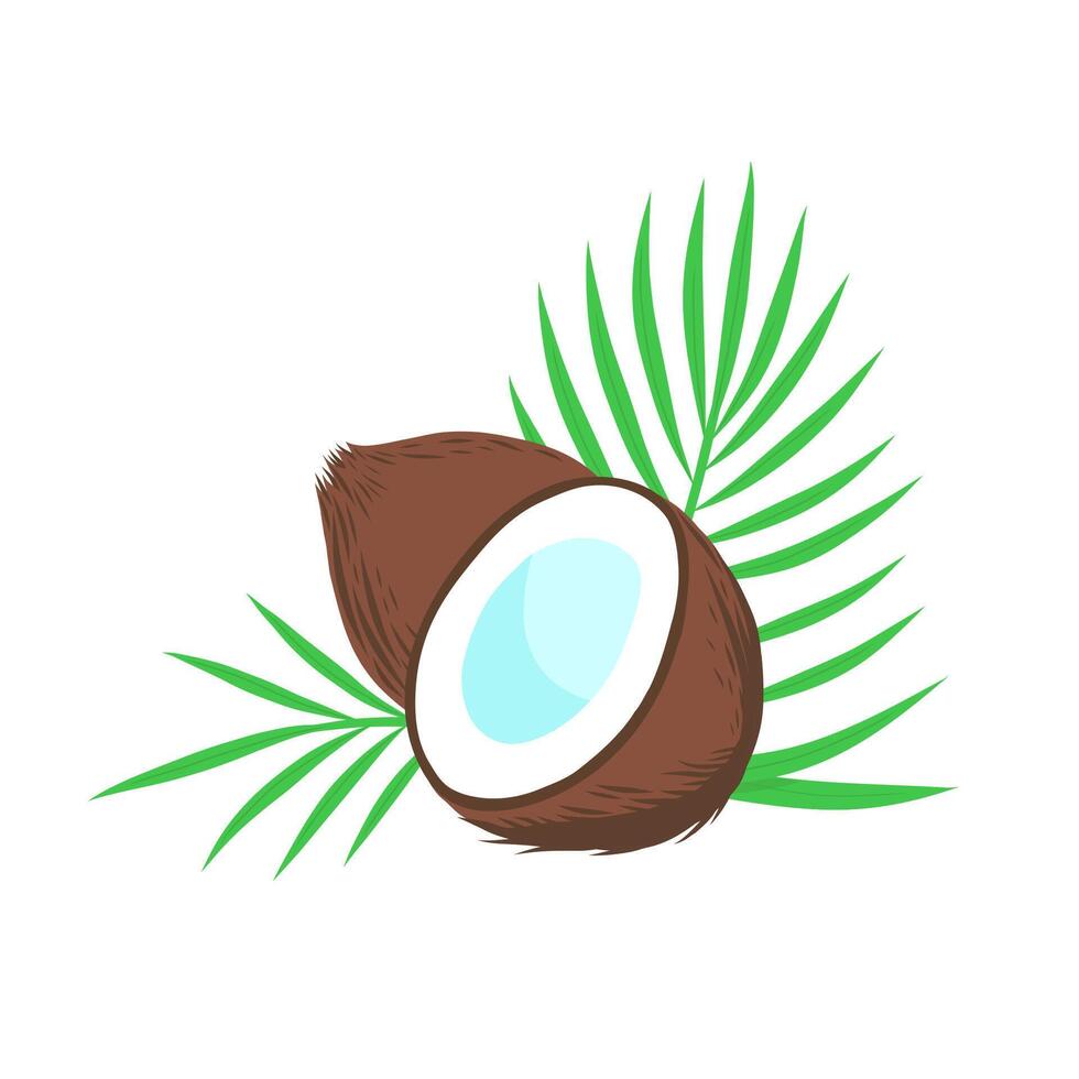 Coconut whole and half with palm leaves. Vector illustration isolated on white background.