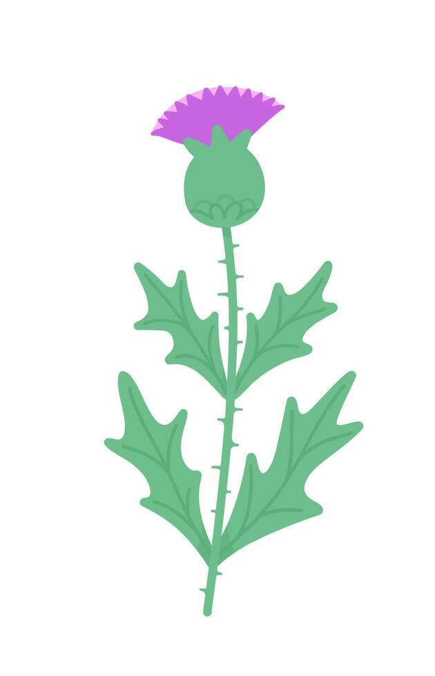 Milk thistle flower bud on a stem with leaves. Vector flat illustration isolated on white background.