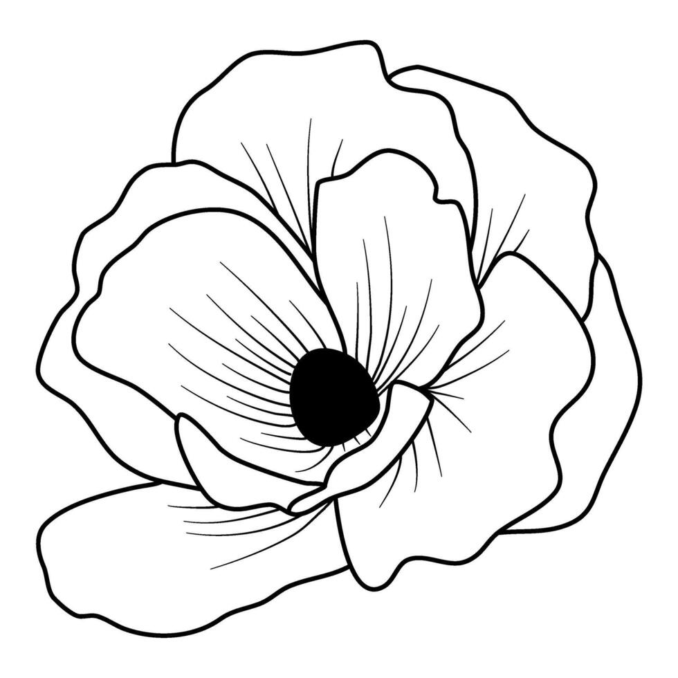 flower vector illustration sakura cherry blossom floral line art