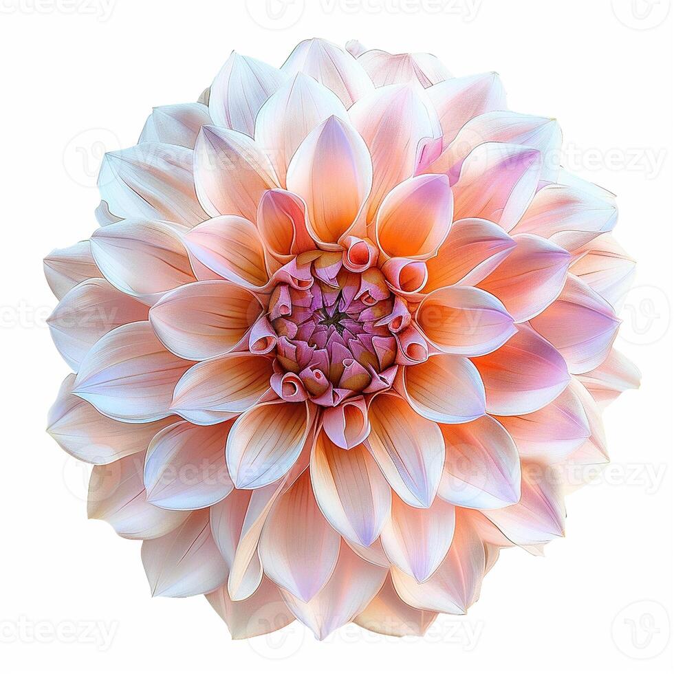 AI generated Fresh dahlia flower isolated on white background. Close-up Shot. photo