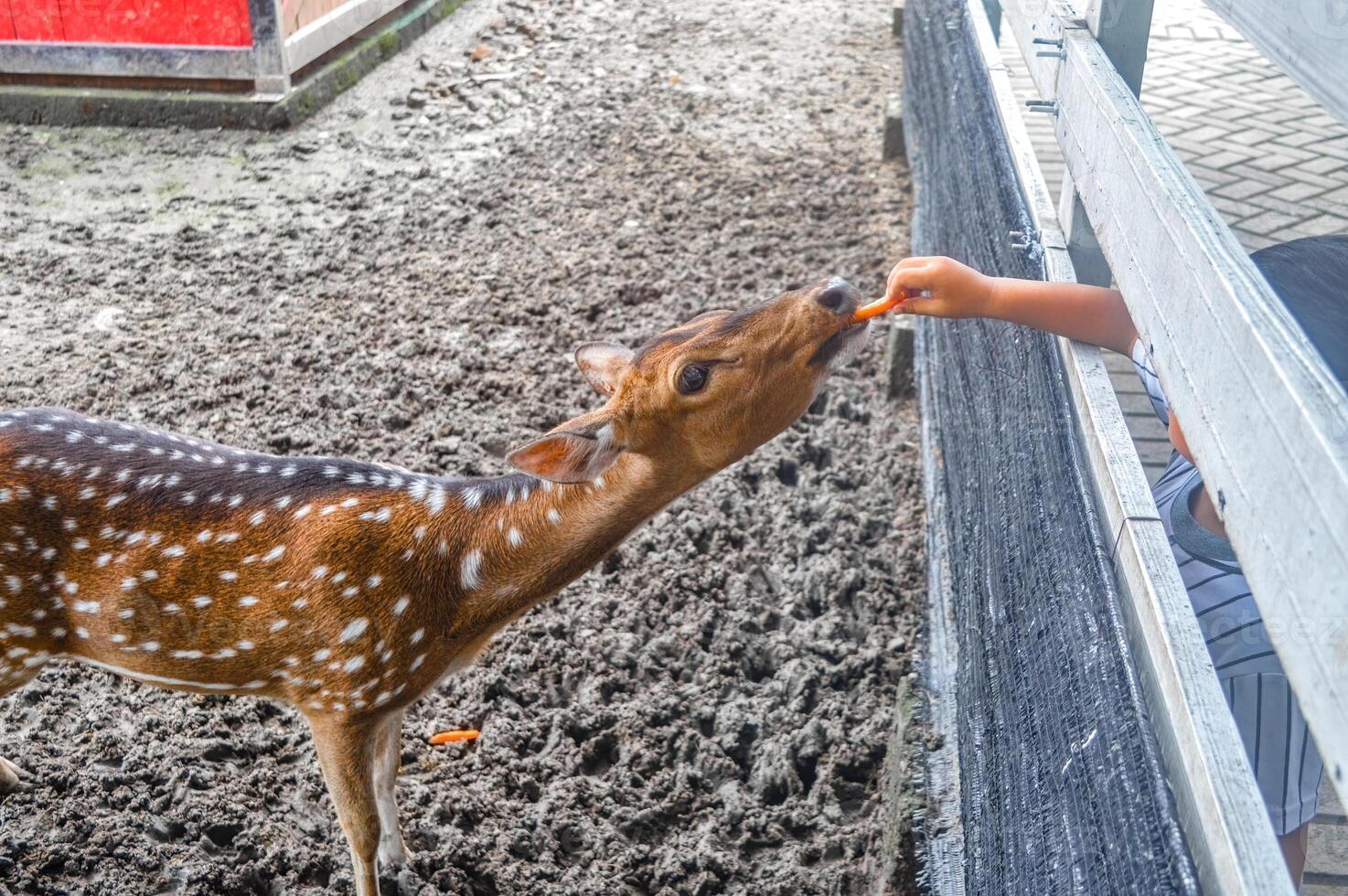un eje ciervo a el zoo siendo alimentado por visitantes foto