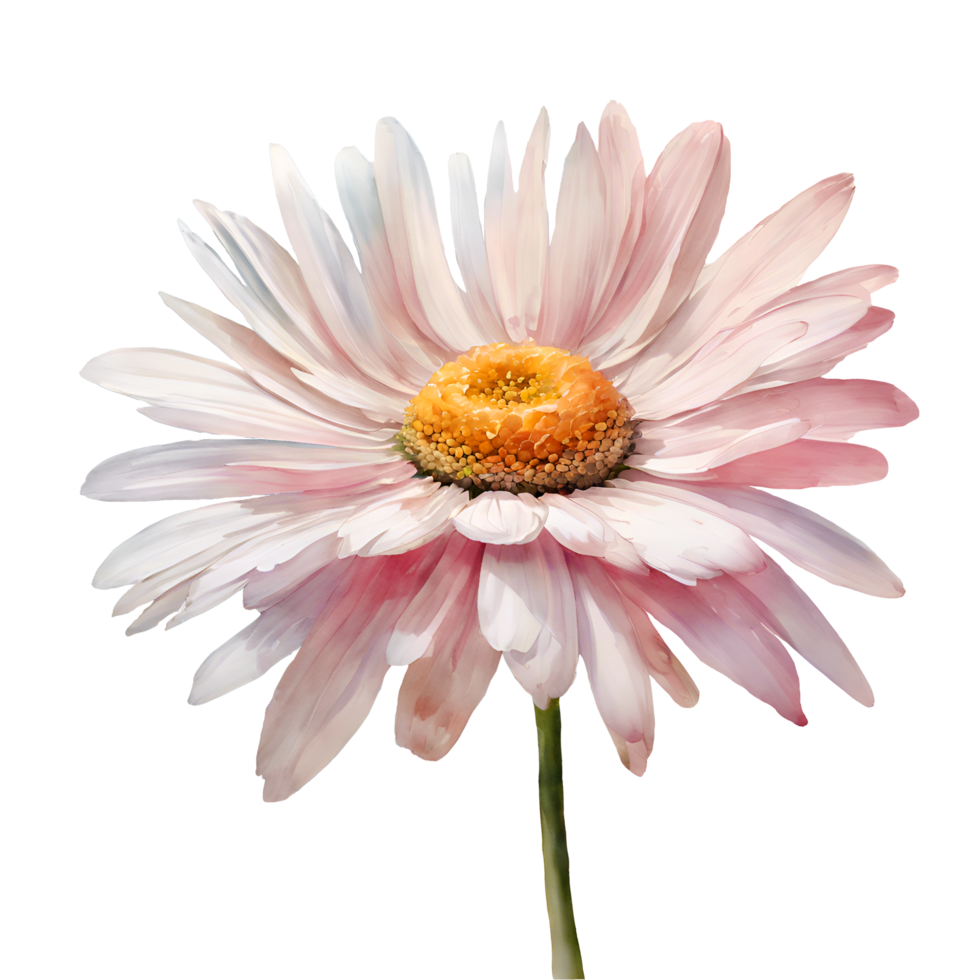AI generated Watercolor and painting blooming Pink gerbera daisy flower png