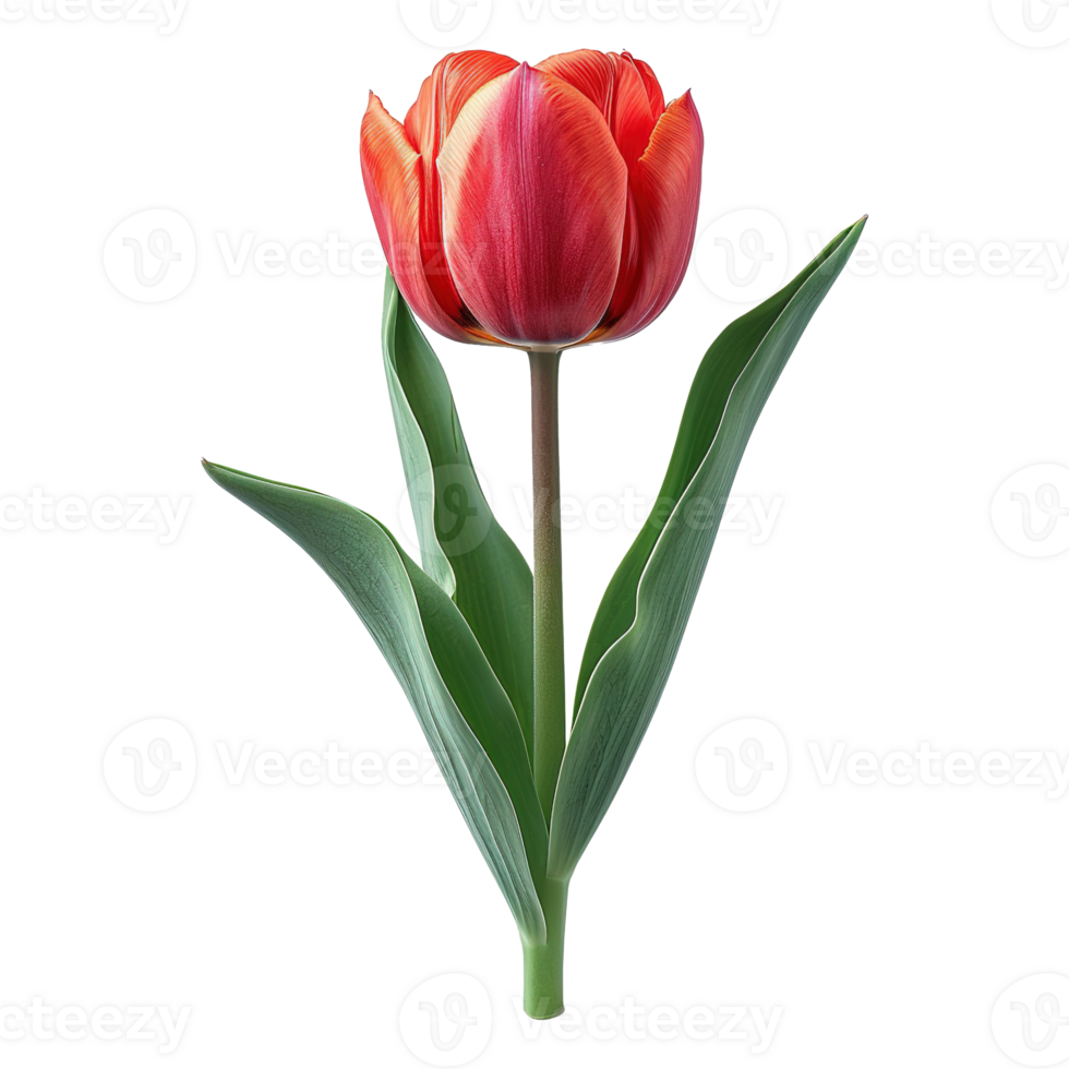 ai generado tulipán flor aislado en transparente antecedentes png