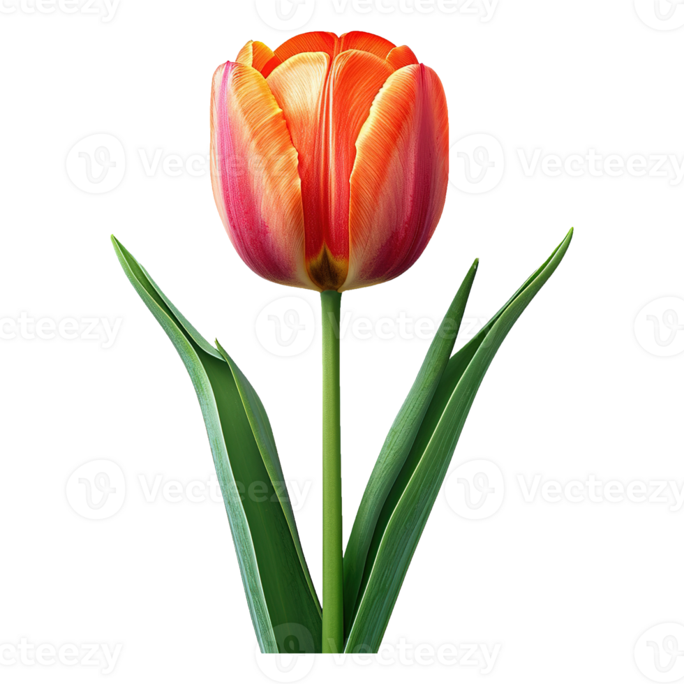 AI generated Tulip flower isolated on transparent background png