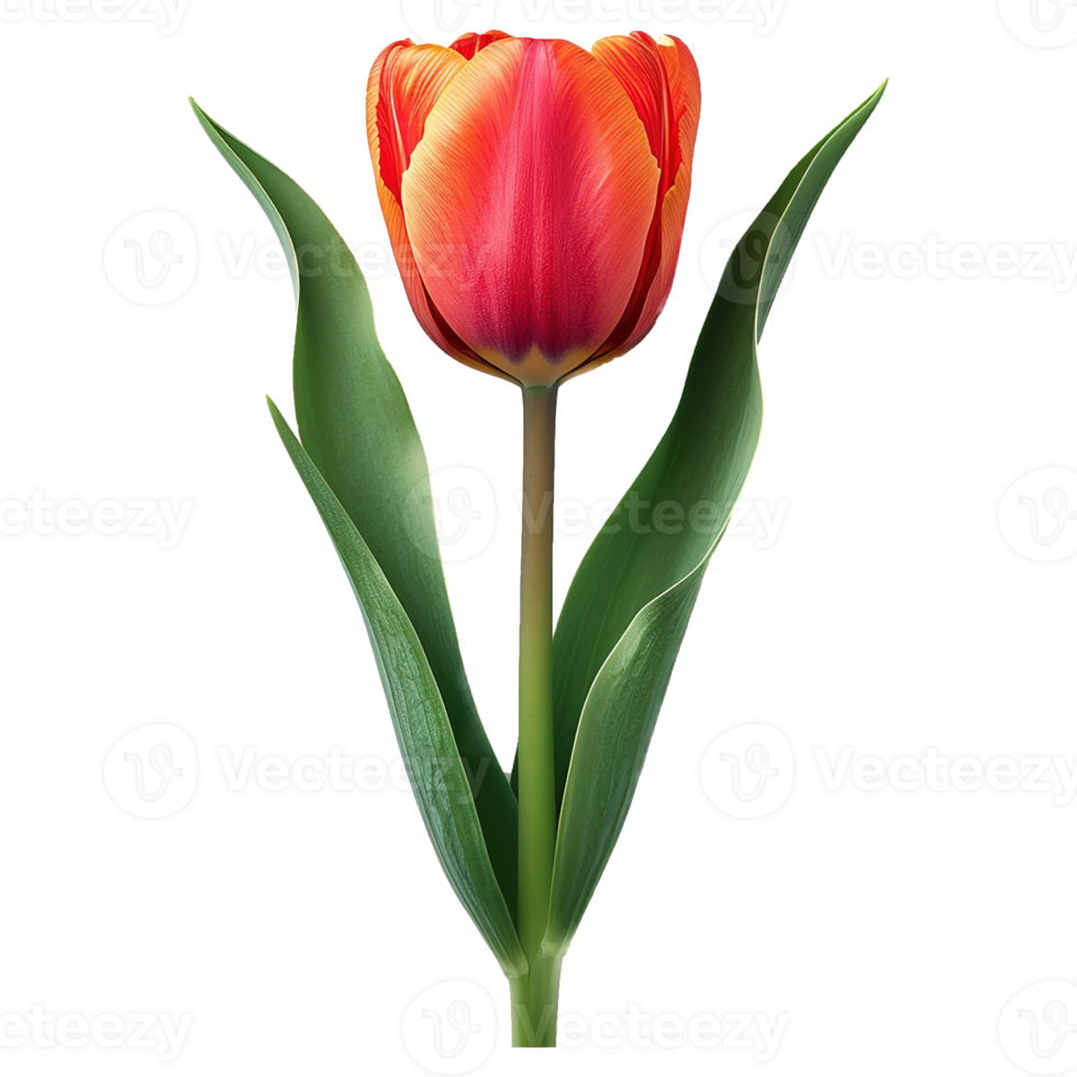 ai generado tulipán flor aislado en transparente antecedentes png