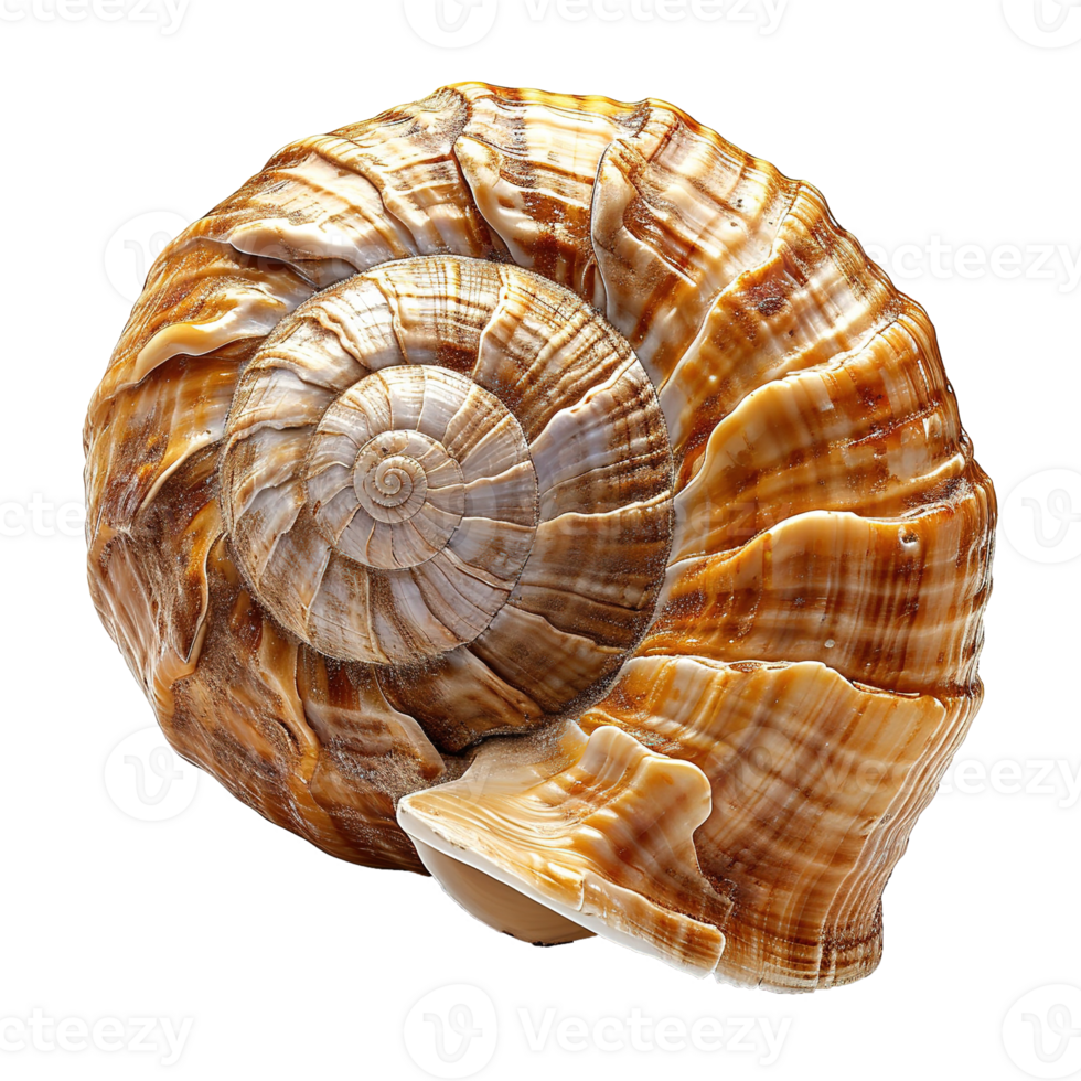 AI generated Spiral shell isolated on transparent background png