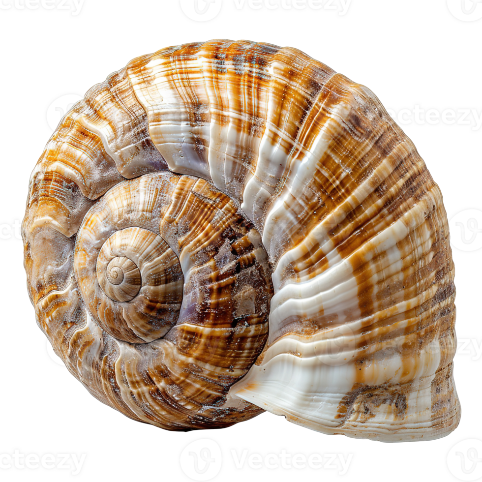 AI generated Spiral shell isolated on transparent background png