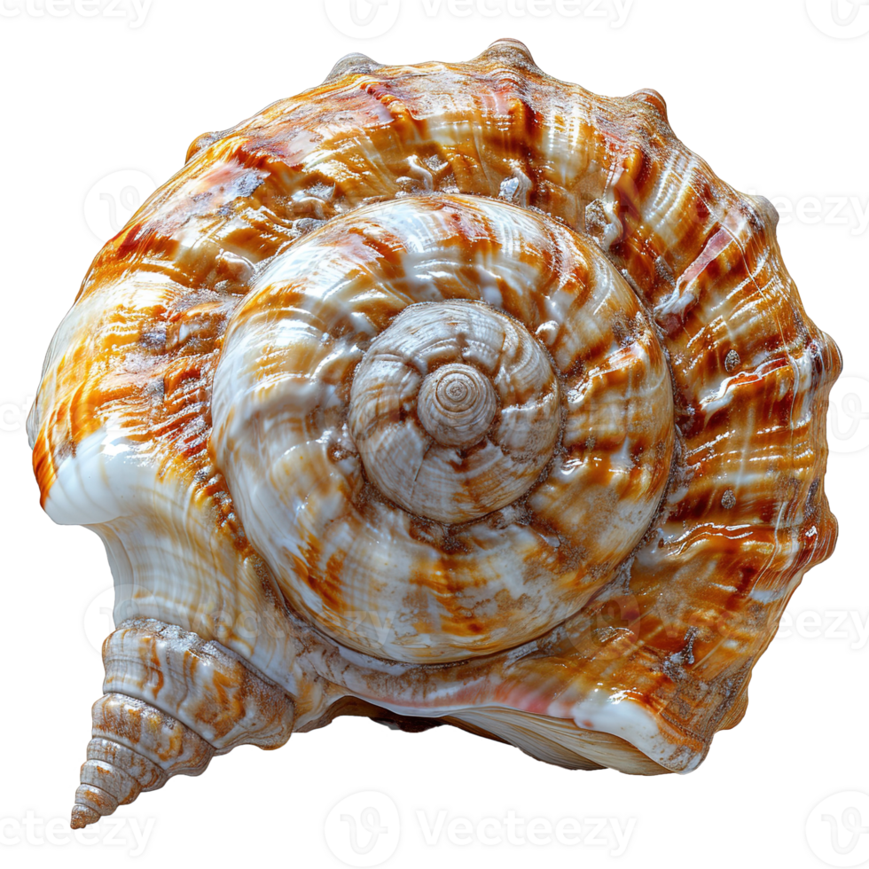 AI generated Spiral shell isolated on transparent background png