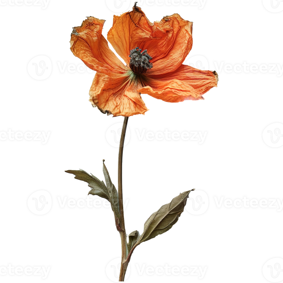 ai genererad orange visnade blomma isolerat på transparent bakgrund png