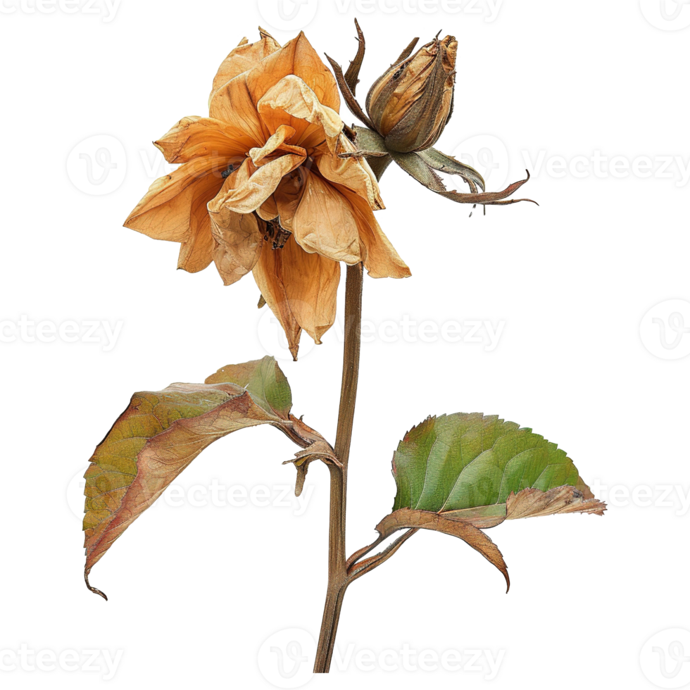 AI generated Orange wilted flower isolated on transparent background png