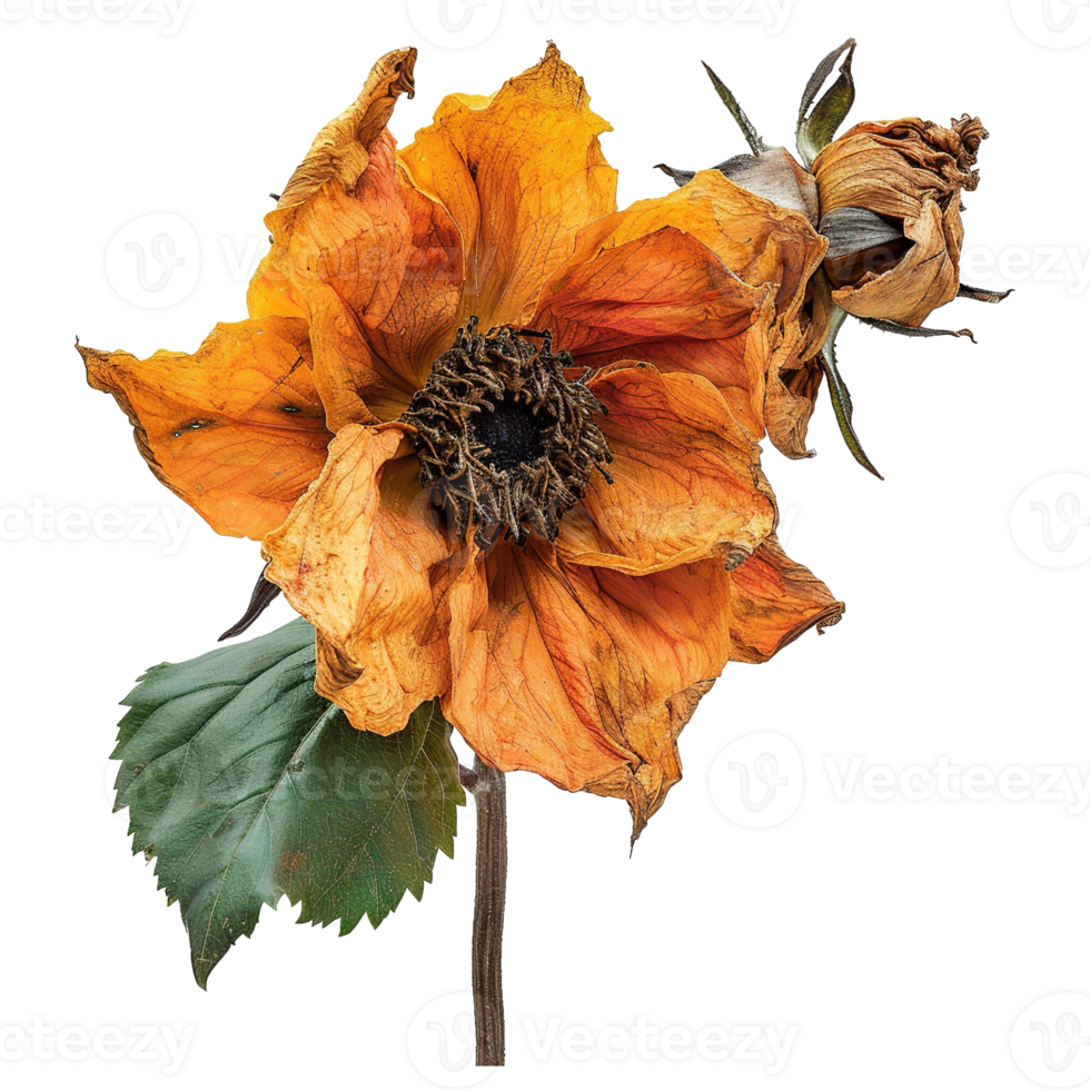 AI generated Orange wilted flower isolated on transparent background png